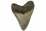 Fossil Megalodon Tooth - North Carolina #351182-1